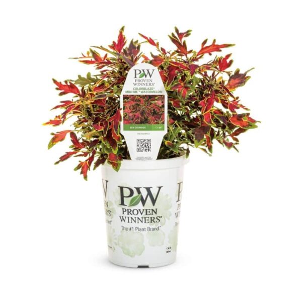 Proven Winners 'ColorBlaze' 'Mini Me' Watermelon Coleus Grande