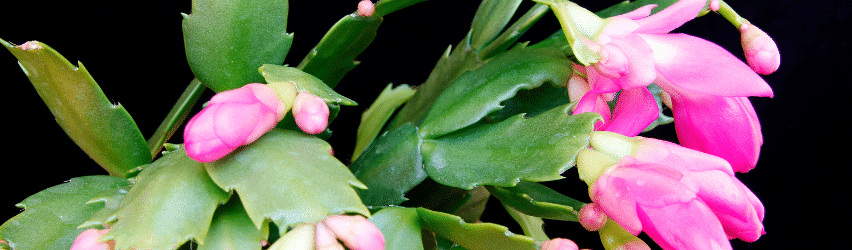 Christmas Cactus (Holiday Cactus)