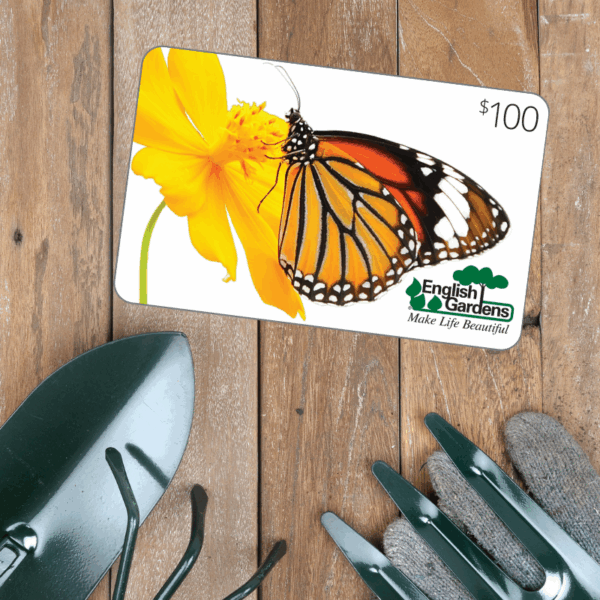 $100 Gift Card Butterfly
