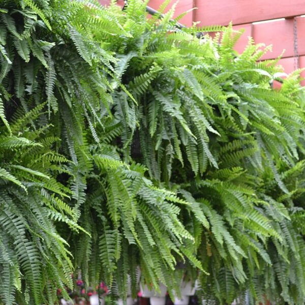 Boston Fern, #10 Hanging Basket
