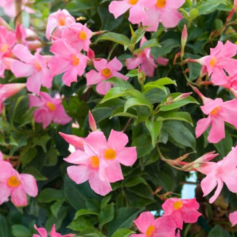Mandevilla, Giant Pink Plant for the Patio, #10.0 pot with trellis
