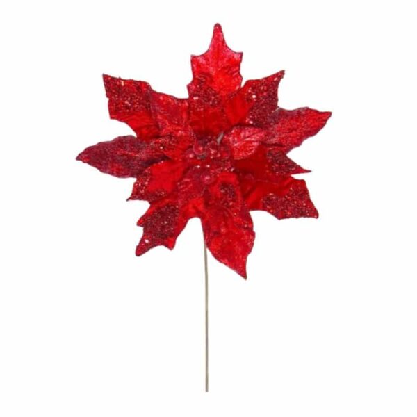 Christmas Red Poinsettia