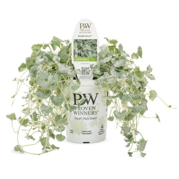 Proven Winners 'Proven Accents' 'Silver Falls' Dichondra Grande