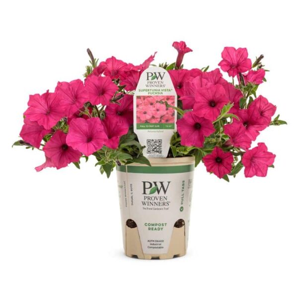 Proven Winners 'Supertunia Vista' Fuchsia Petunia Grande