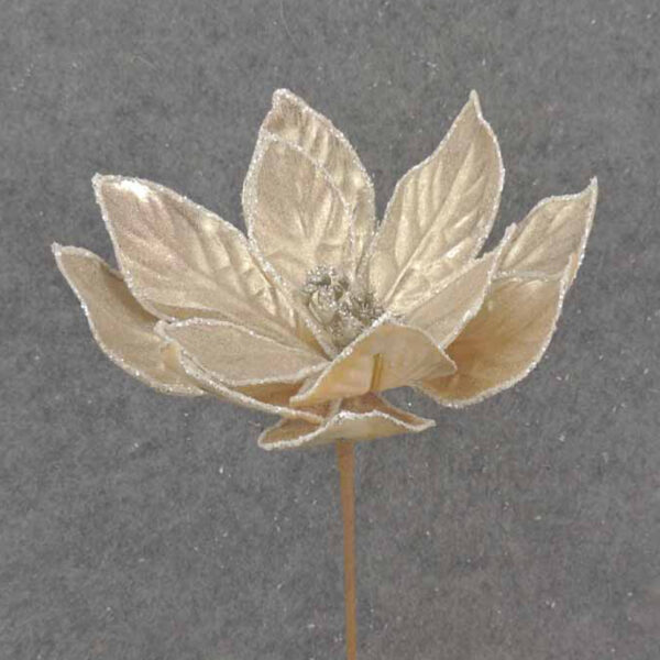 Pink Champagne Poinsettia