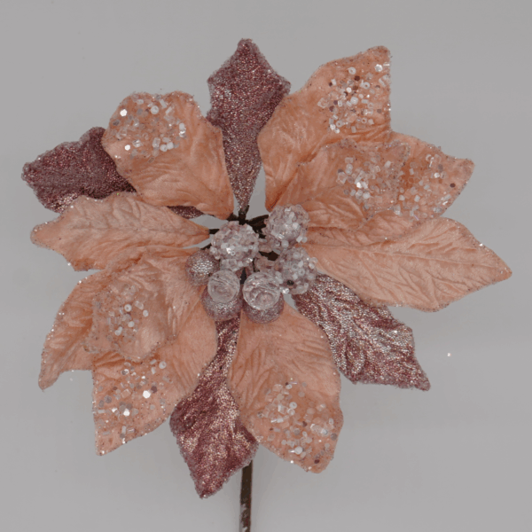 Blush Pink Poinsettia