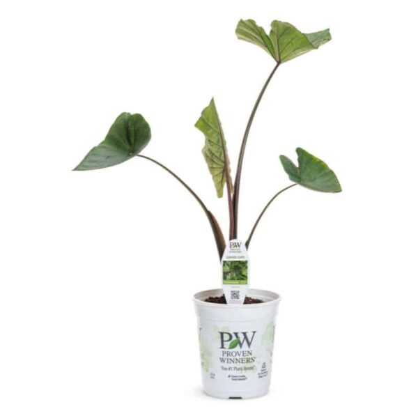 Proven Winners Coffee Cups Elephant's Ear Royale Annual