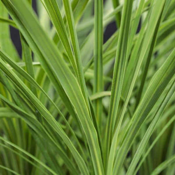 Proven Winners 'Proven Accents' Spikes 3.5 inch Pot