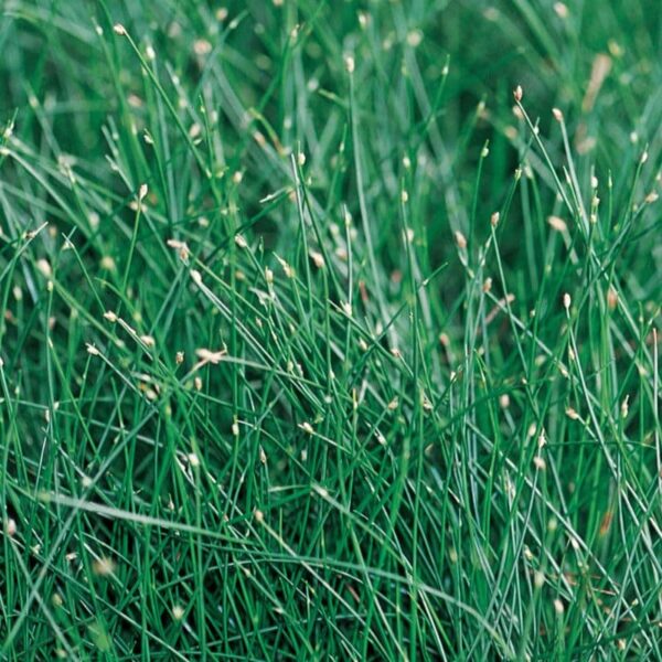 Proven Winners 'Graceful Grasses' Fiber Optic Grass Scirpus Quart Annual
