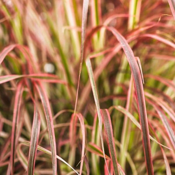 Proven Winners 'Graceful Grasses' Fireworks Variegated Red Fountain Grass Quart Annual
