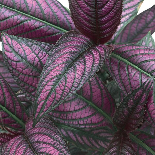Persian Shield Proven Winners Royale Annual