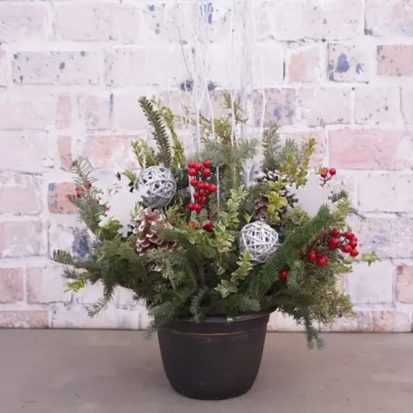 Berried Snowflake Evergreen Container Garden