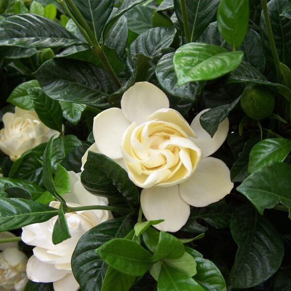 Button Gardenia Bush