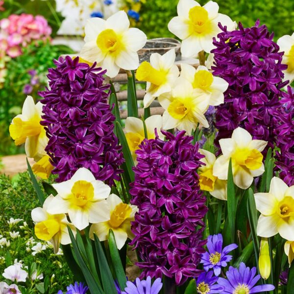 Narcissus/Hyacinth Spring Perfume Spring-flowering Bulbs