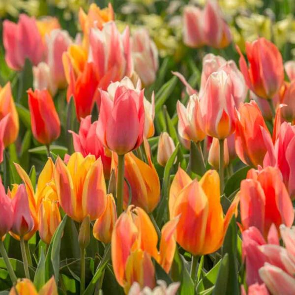 Tulip Fruit Salad Spring-flowering Bulbs