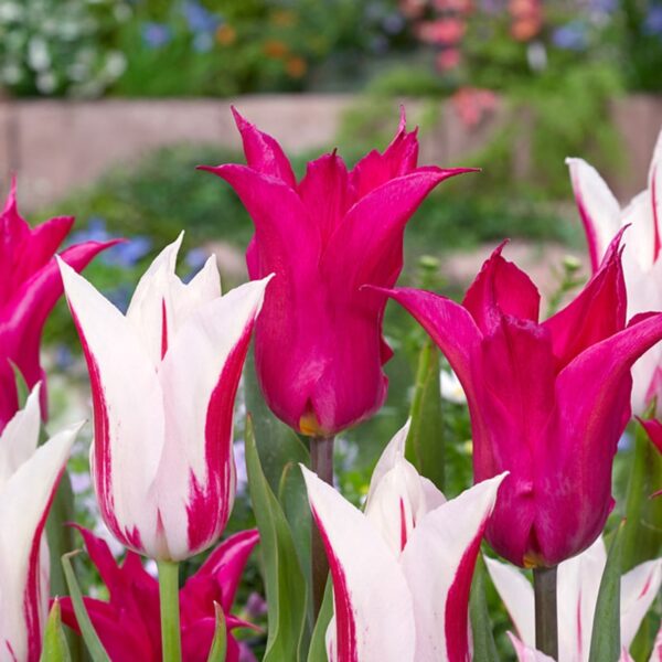 Tulip Neon Flash Spring-flowering Bulbs