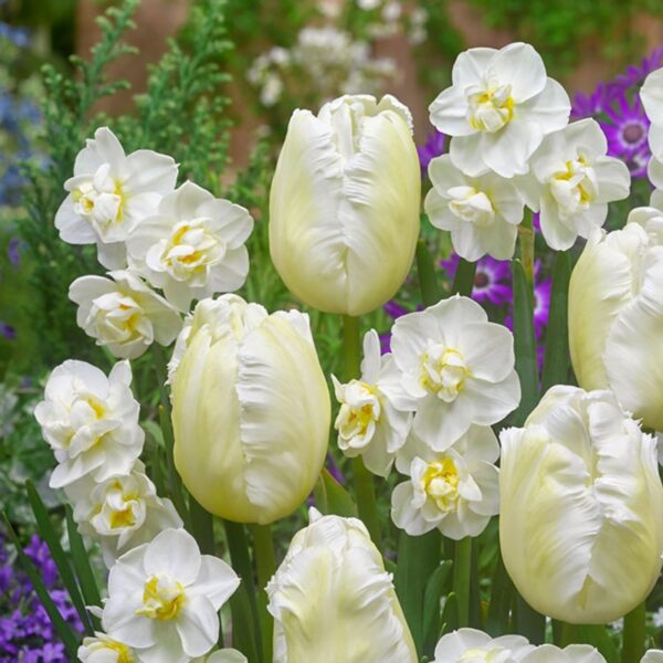 Tulip/Narcissus White Wonders Spring-flowering Bulbs