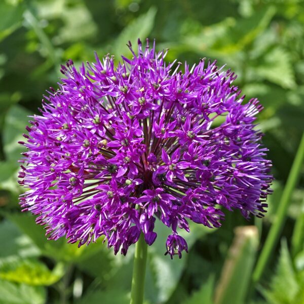 Allium Purple Sensation Spring-flowering Bulbs