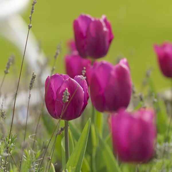 Tulip Don Quichotte Spring-flowering Bulbs