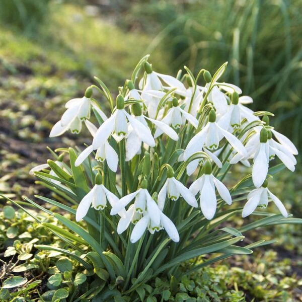 Galanthus nivalis Spring-flowering Bulbs