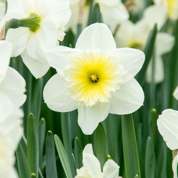 Narcissus Ice Follies Spring-flowering Bulbs