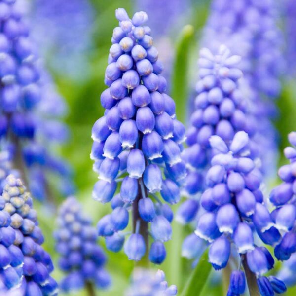 Muscari armeniacum Spring-flowering Bulbs