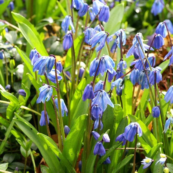 Scilla Siberia Spring-flowering Bulbs