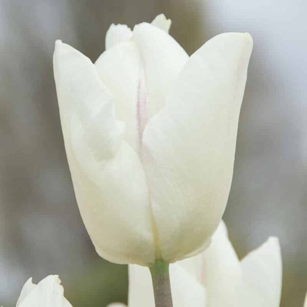Tulip White Prince Spring-flowering Bulbs