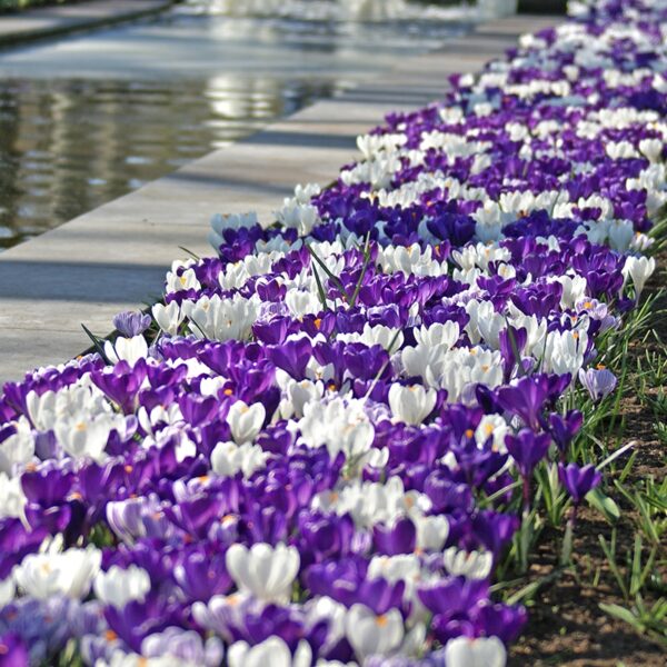 Crocus Blue Blend Spring-flowering Bulbs