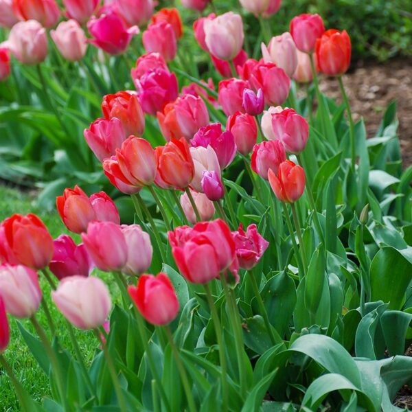 Tulip Pink Promise Spring-flowering Bulbs