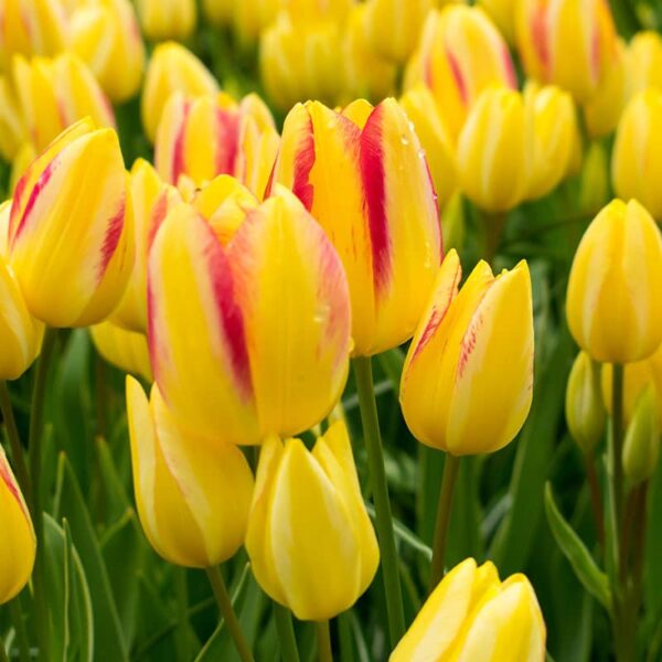 Tulip Antoinette Spring-flowering Bulbs