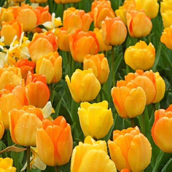 Tulip Daydream Spring-flowering Bulbs