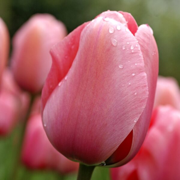 Tulip Pink Impression Spring-flowering Bulbs