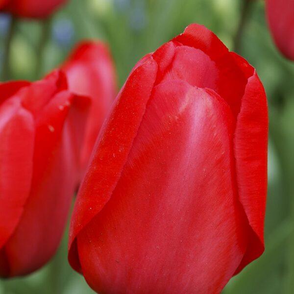 Tulip Red Impression Spring-flowering Bulbs