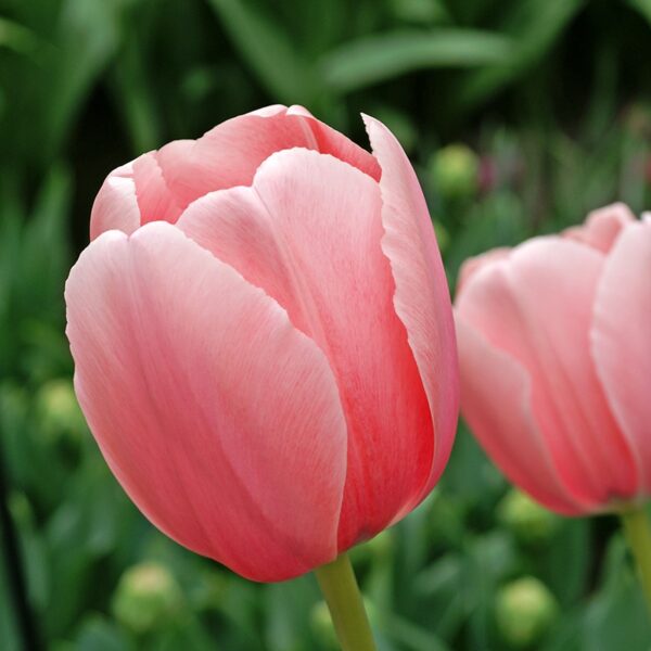 Tulip Sweet Impression Spring-flowering Bulbs