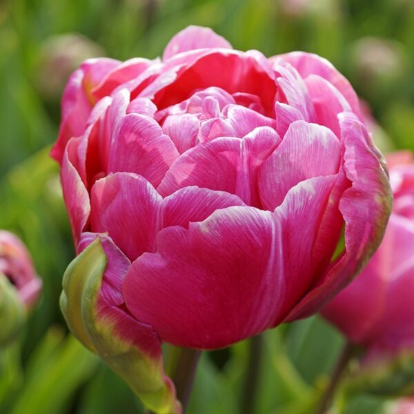 Tulip Amazing Grace Spring-flowering Bulbs