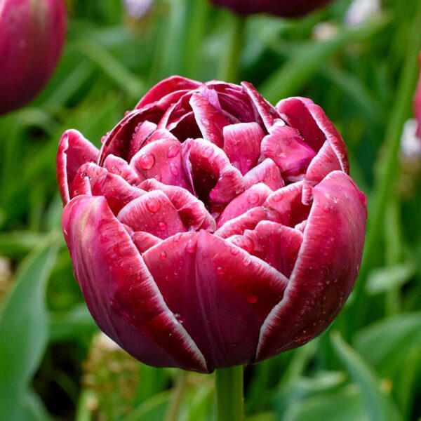 Tulip Dreamtouch Spring-flowering Bulbs