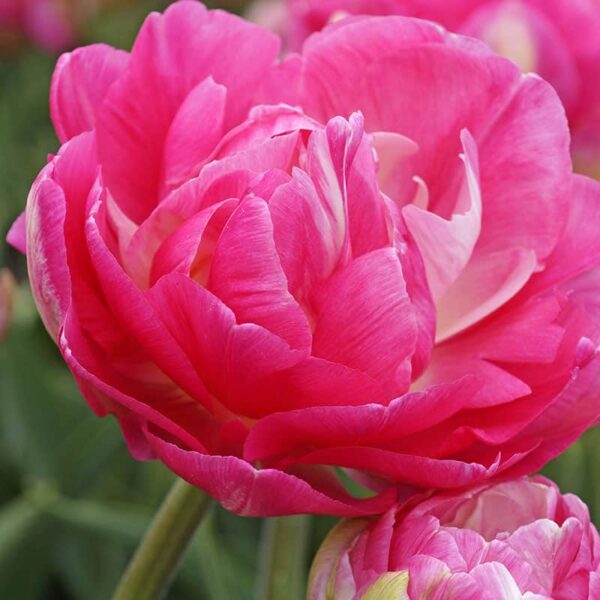 Tulip Pinksize Spring-flowering Bulbs
