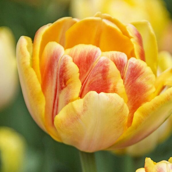 Tulip Foxy Foxtrot Spring-flowering Bulbs