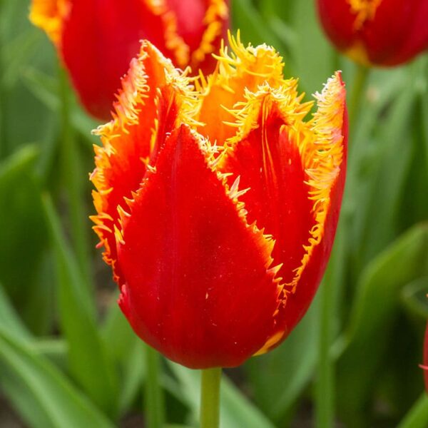 Tulip Fabio Spring-flowering Bulbs