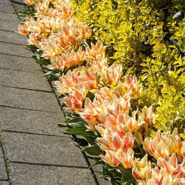 Tulip Quebec Spring-flowering Bulbs