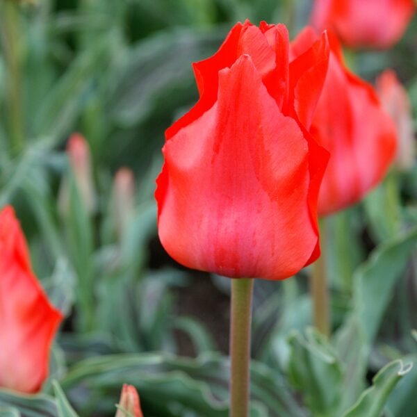 Tulip Red Riding Hood Spring-flowering Bulbs