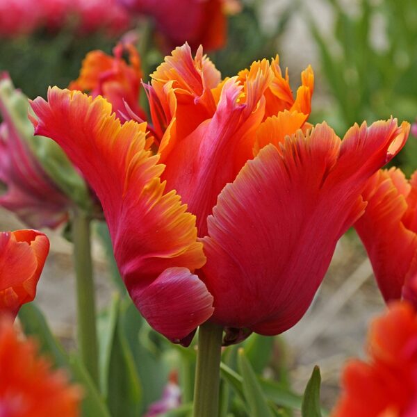 Tulip Amazing Parrot Spring-flowering Bulbs