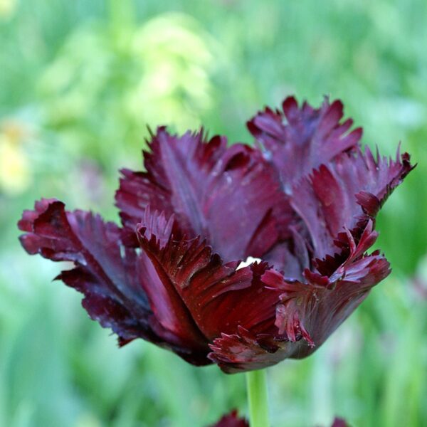 Tulip Black Parrot Spring-flowering Bulbs