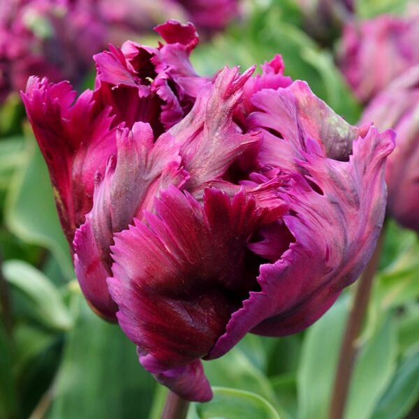 Tulip Negrita Parrot Spring-flowering Bulbs