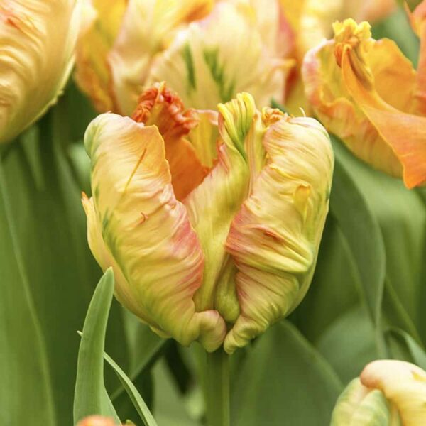 Tulip Parrot King Spring-flowering Bulbs