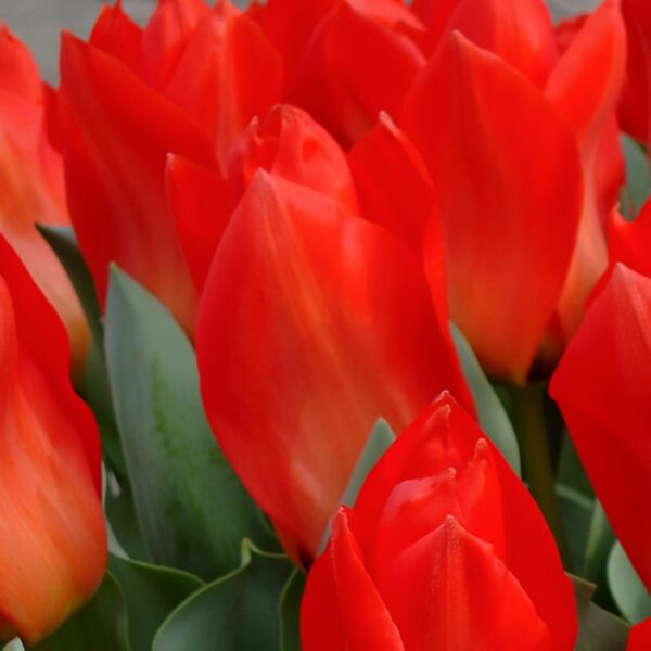 Tulip Red Emperor Madame Lefeber Spring-flowering Bulbs