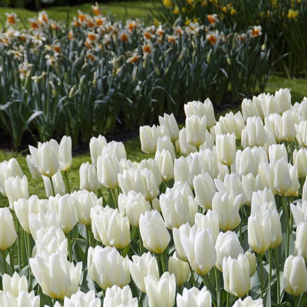 Tulip White Emperor Purissima Spring-flowering Bulbs