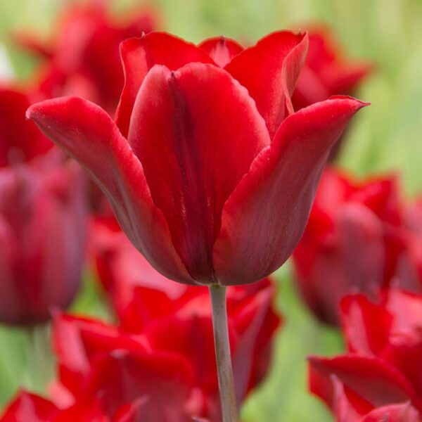 Tulip Lasting Love Spring-flowering Bulbs