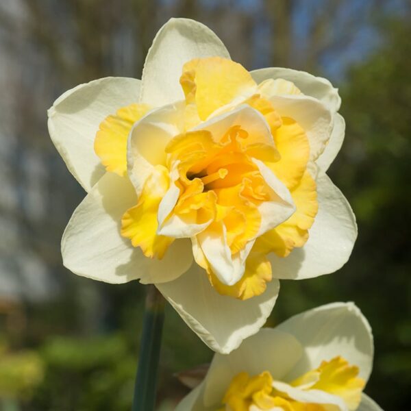 Narcissus Golden Pearl Spring-flowering Bulbs